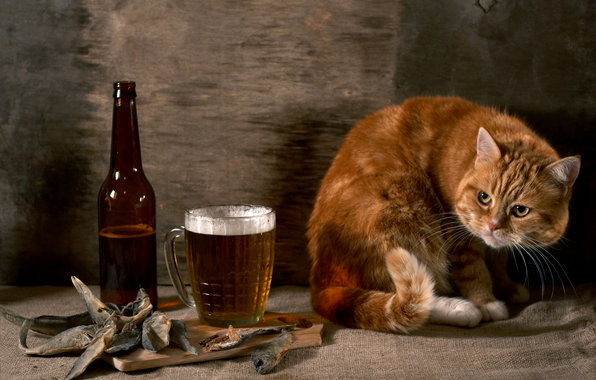 Рыжий кот и пиво - натюрморт, юмор, кот, пиво, рыжий - оригинал