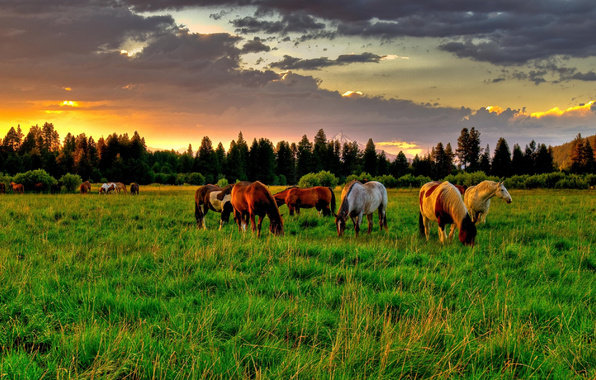 Стадо лошадей - закат, пейзаж, природа, лошади - оригинал
