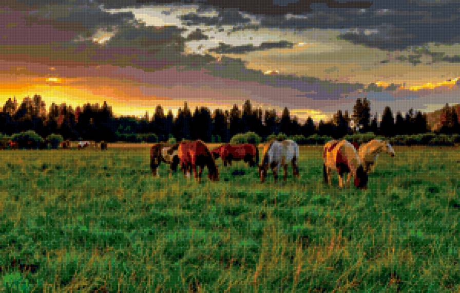 Стадо лошадей - природа, пейзаж, закат, лошади - предпросмотр