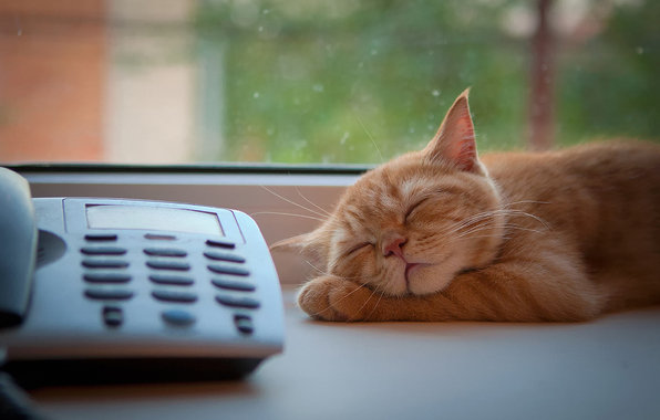 Рыжий котик спит на окне - животные, рыжий кот, кот, телефон, окно - оригинал
