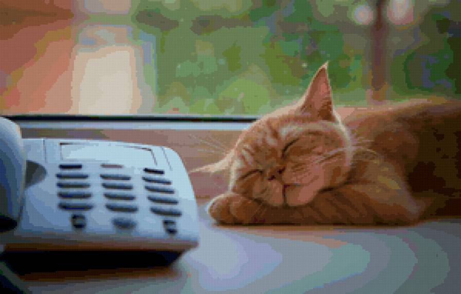 Рыжий котик спит на окне - телефон, кот, окно, животные, рыжий кот - предпросмотр