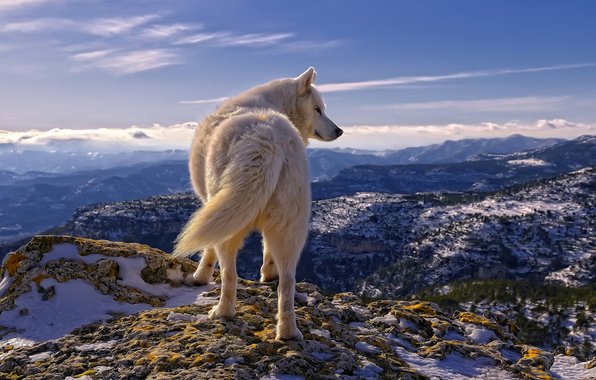 Волк - волк, зима, пейзаж, природа, животные - оригинал