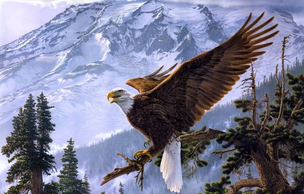 Полет орла - зима, полет, животные, орел, птица - оригинал