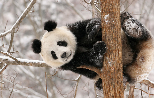 Панда - панда, медведь, пейзаж, зима, природа, животные - оригинал