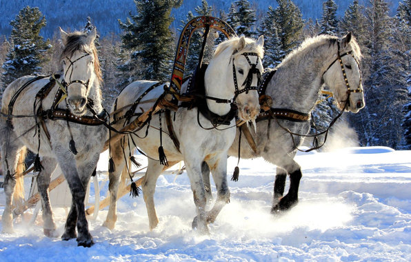 Тройка белых лошадей - животные, лошади, конь, зима - оригинал