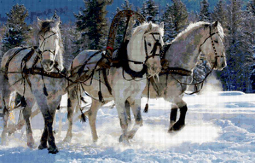 Тройка белых лошадей - животные, лошади, конь, зима - предпросмотр