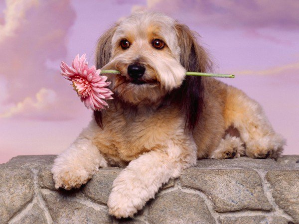 Собака с цветком - собака, цветы, животные, пес - оригинал