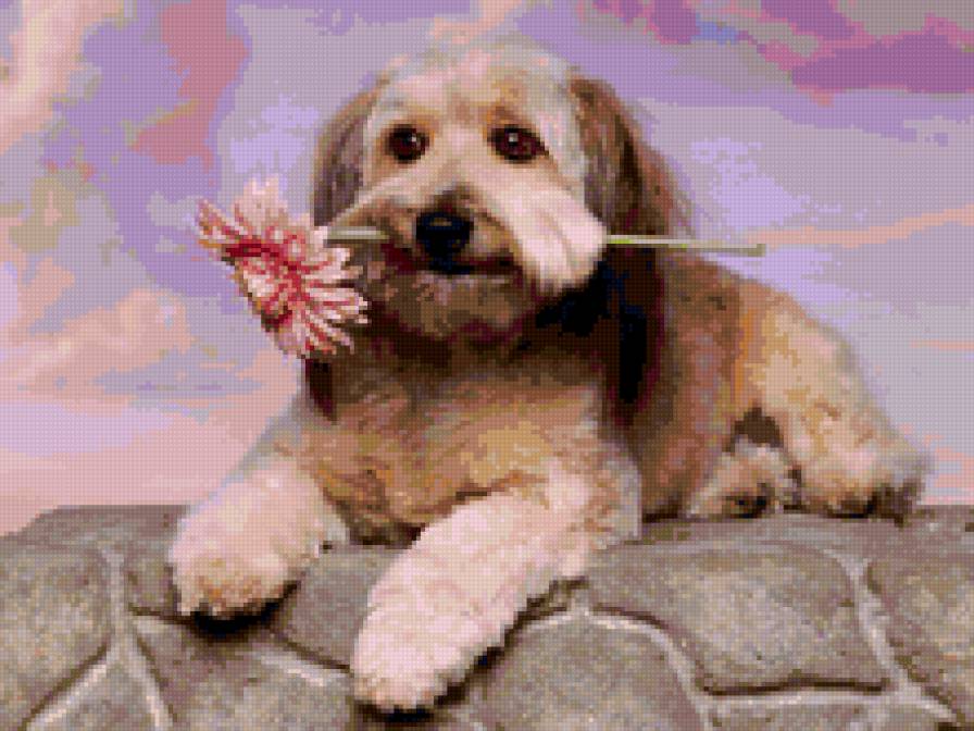 Собака с цветком - собака, цветы, пес, животные - предпросмотр