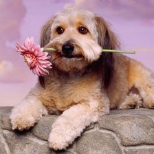 Схема вышивки «Собака с цветком»