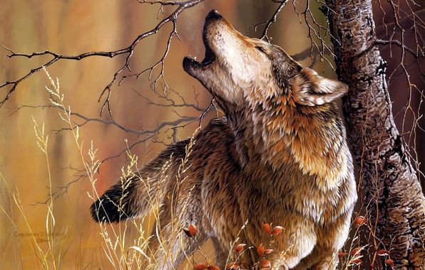 Воющий волк - волк, животные, хищник - оригинал