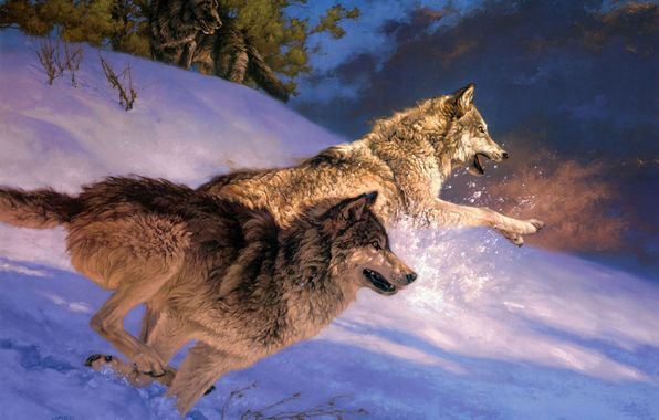 Волки на охоте - животные, зима, волк, природа, пейзаж - оригинал
