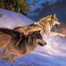 Волки на охоте