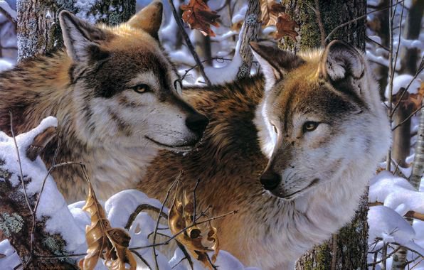 Пара волков - животные, пейзаж, природа, волк, зима - оригинал