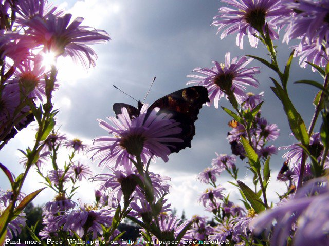 бабочка - природа, лето, цветы, солнце, бабочка - оригинал