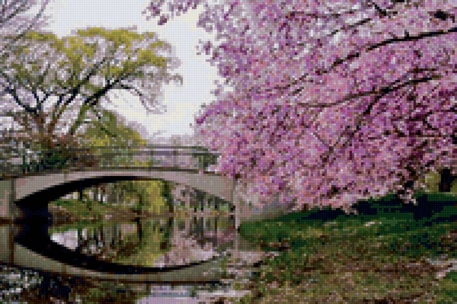 сакура - природа, сакура, дерево, цветы, япония - предпросмотр