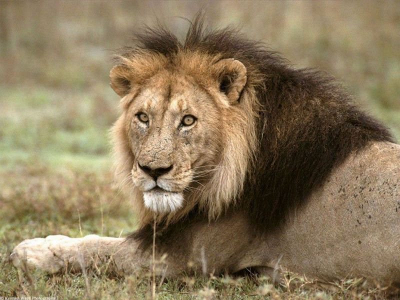 Лев - животные, африка - оригинал