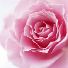 Оригинал схемы вышивки «Подушка "Розовая роза"» (№141395)
