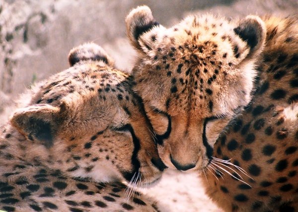 Дикие кошки - Гепарды - животные, большие кошки, хищник, гепард, кошка - оригинал