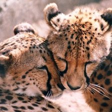 Дикие кошки - Гепарды