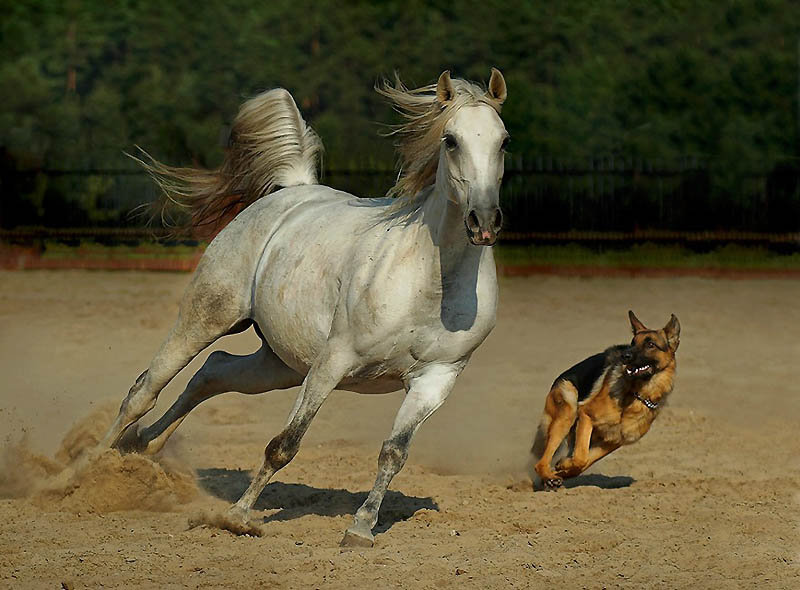 Наперегонки - лошадь, животные, собака - оригинал