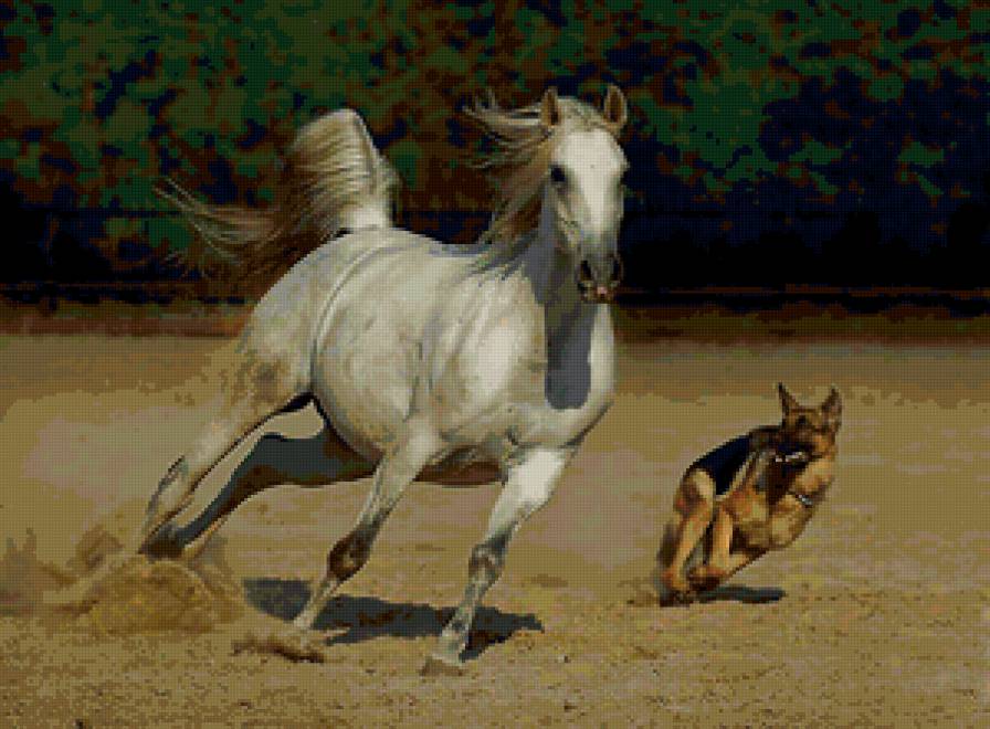 Наперегонки - животные, собака, лошадь - предпросмотр