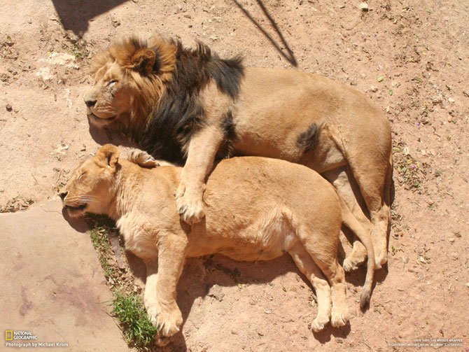 Любовь - животные, лев - оригинал
