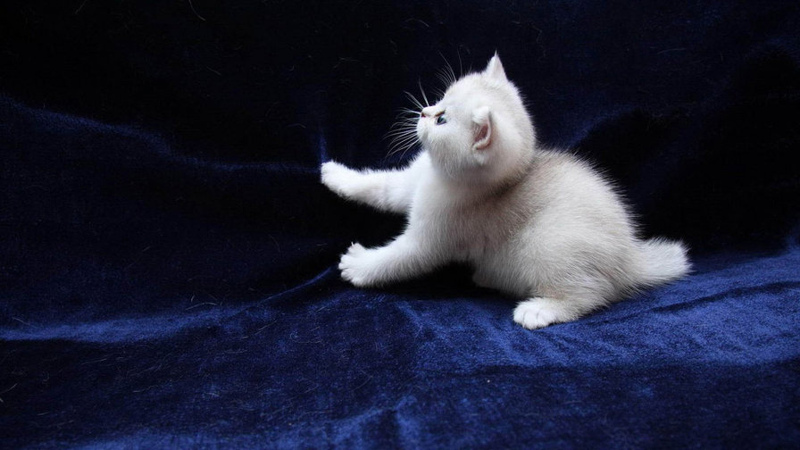 белый котёнок - котенок, белый - оригинал