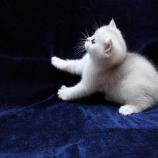 Схема вышивки «белый котёнок»