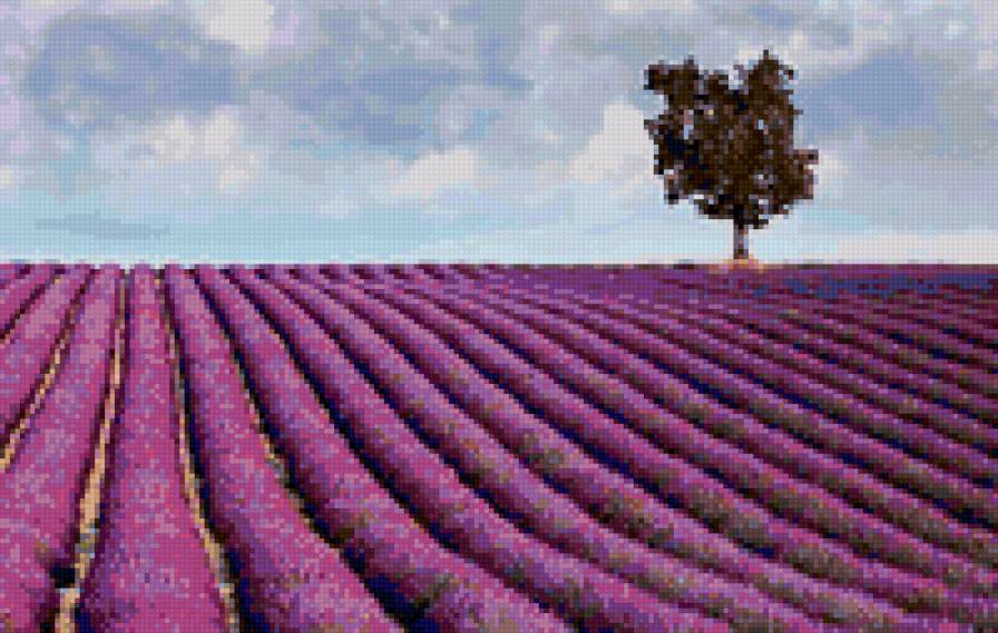 Прованс. лавандовое поле. - цветы, пейзаж, лаванда, фиолетовый, сиреневый - предпросмотр