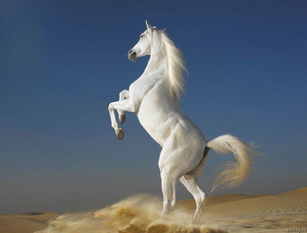 белый скакун - белый, лошади - оригинал