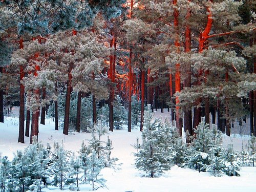 зимнее утро в лесу - лес, восход, зима - оригинал
