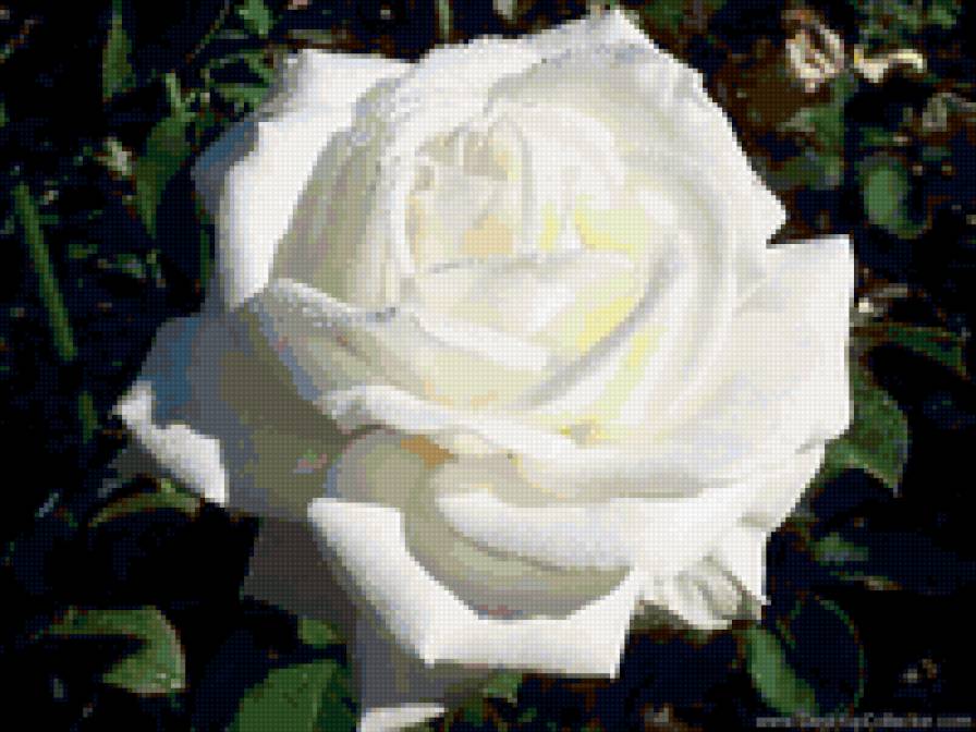 Белая роза - предпросмотр
