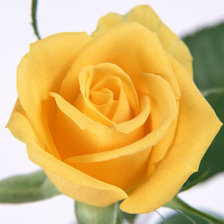 Оригинал схемы вышивки «Желтая роза» (№142810)
