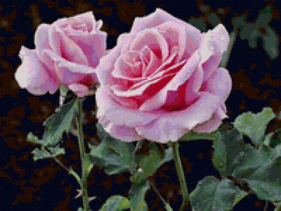 Розовая роза - предпросмотр