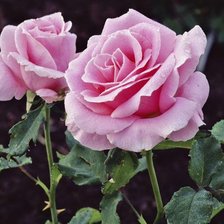 Оригинал схемы вышивки «Розовая роза» (№142815)