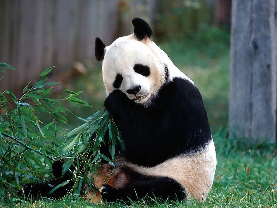 Панда - панда - оригинал