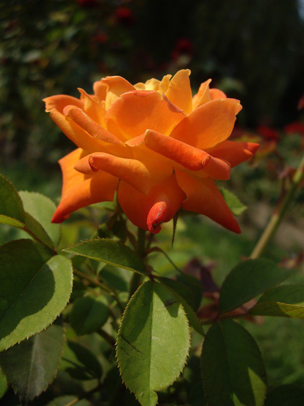 солнечная роза - роза, цветы - оригинал