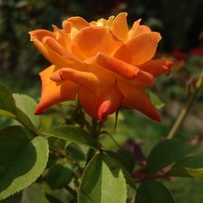 солнечная роза