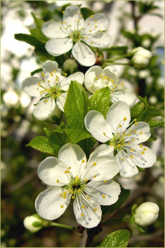 вишнёвый аромат - цветы, вишня, весна, ветки, цветущий сад - оригинал