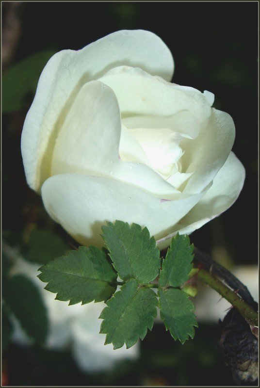 белый шиповник - весна, роза, цветы, шиповник, природа - оригинал