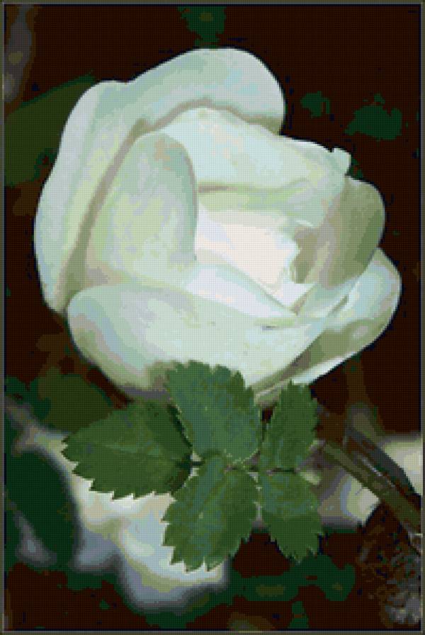 белый шиповник - роза, природа, цветы, шиповник, весна - предпросмотр