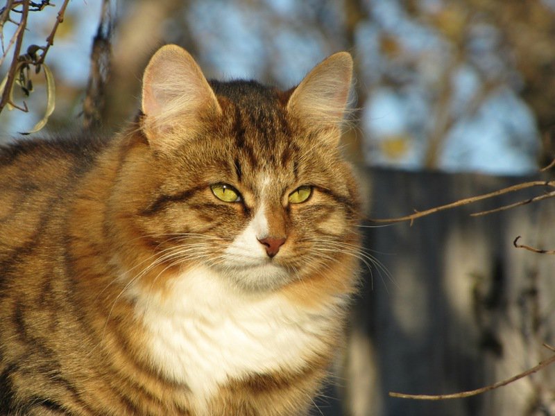 мартовский кот - кошки, март, кот, животные, весна - оригинал