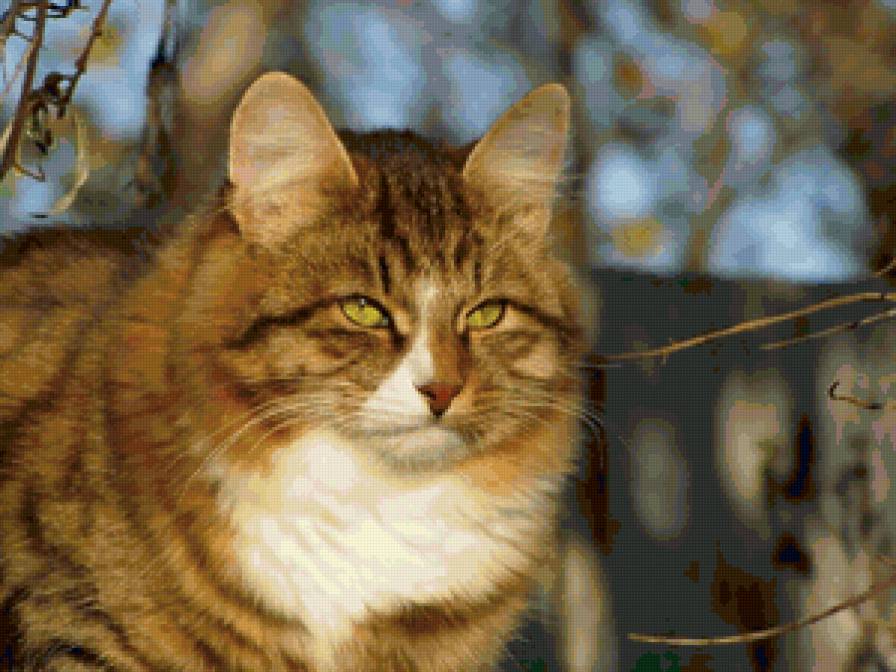 мартовский кот - весна, животные, кот, март, кошки - предпросмотр