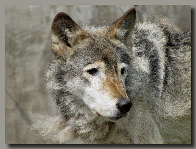 волчица - волчица, животные, волк, зоопарк - оригинал