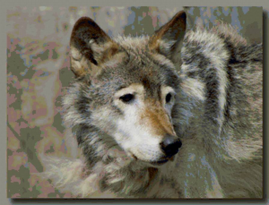 волчица - волк, зоопарк, волчица, животные - предпросмотр