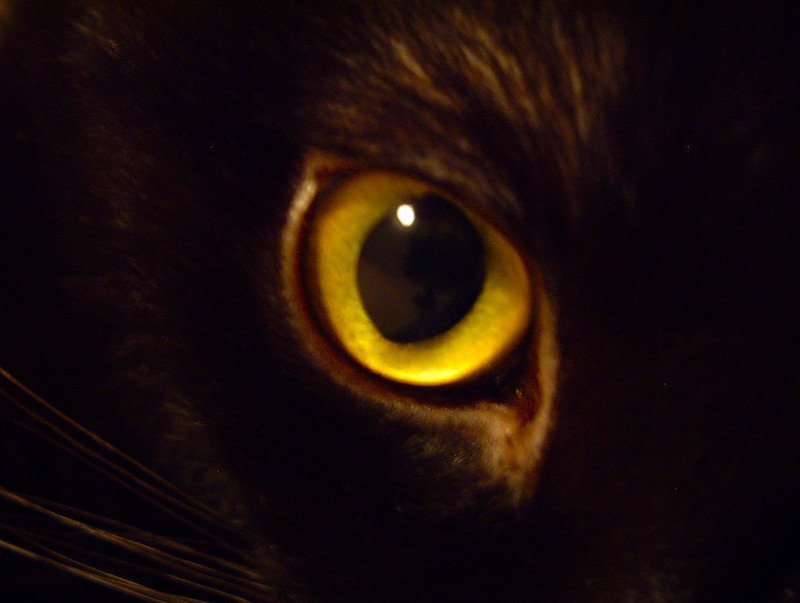 кошачий глаз - кот, кошки, глаз, животные - оригинал