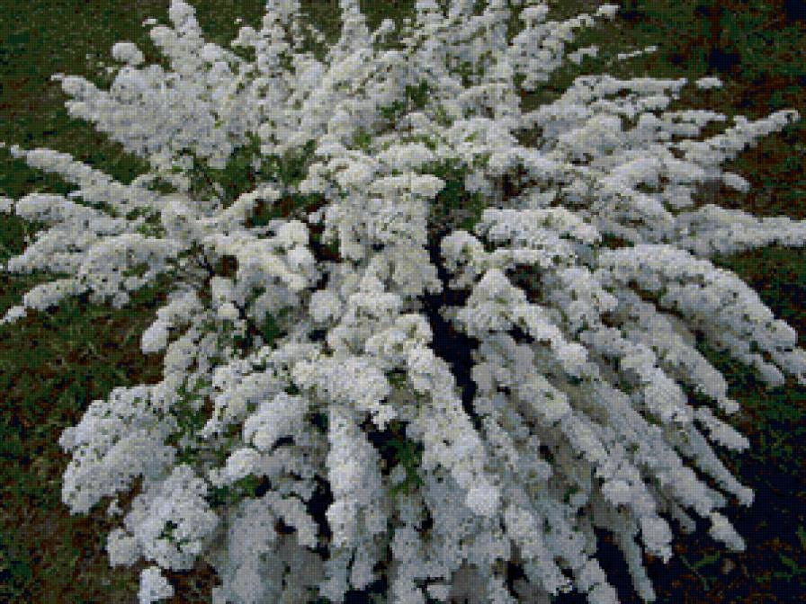 снежный букет - спирея, природа, цветы - предпросмотр