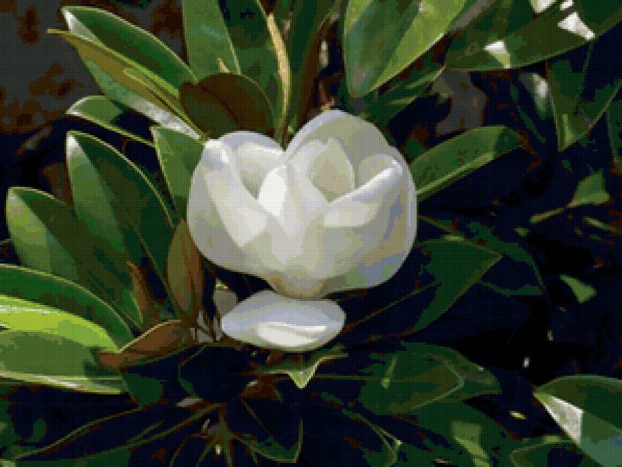 Магнолия белая - весна, красота, цветы, аромат - предпросмотр
