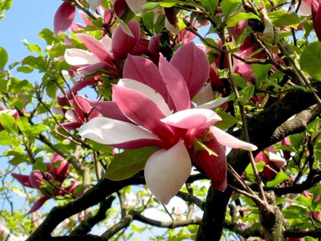 Магнолия розовая - весна, красота, аромат, нежность, цветы - оригинал