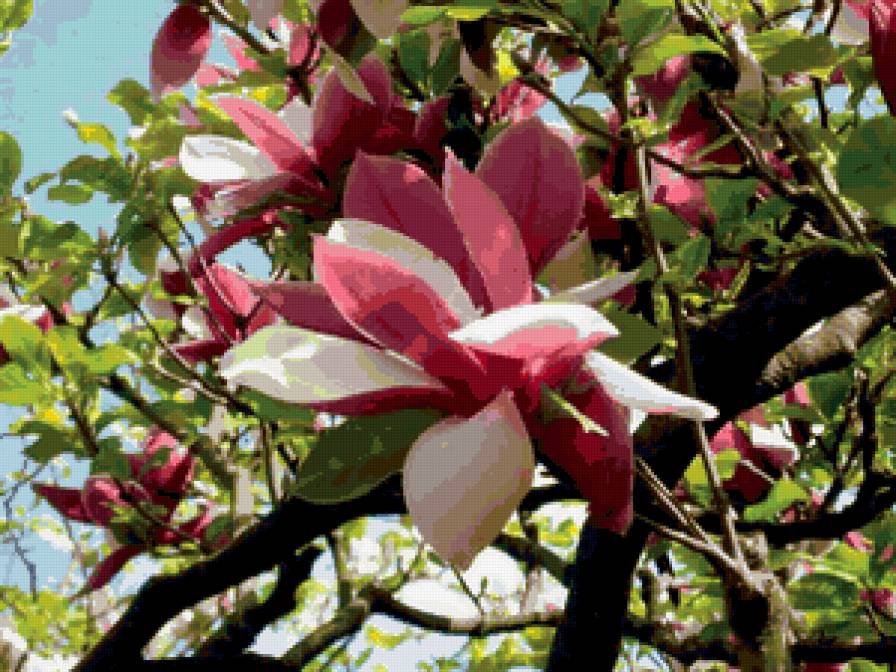 Магнолия розовая - аромат, весна, цветы, красота, нежность - предпросмотр
